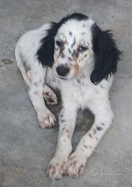 Setter inglesi