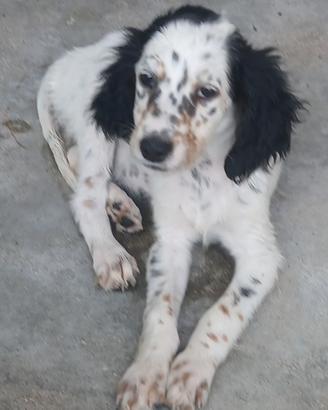 Setter inglesi
