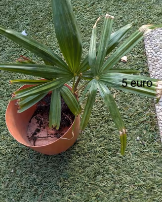 Piante palma da giardino