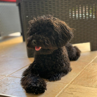 Barboncino Toy da Monta