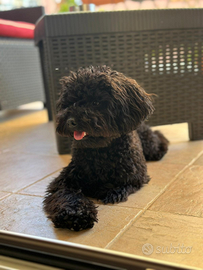 Barboncino Toy da Monta