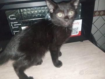 Gattina femmina 3 mesi