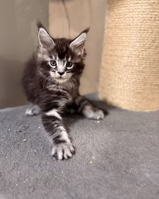 Main coon cuccioli