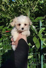 Maltipoo Toy Cucciola