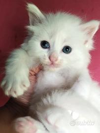 Gattino - maschio - simil Siberiano