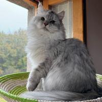 Gatta siberiana