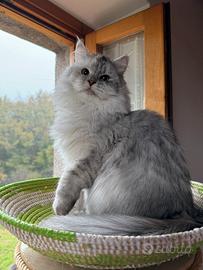 Gatta siberiana