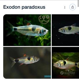 C.e.r.c.o exodon paradoxus acquario