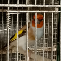 Cardellino