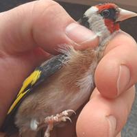 Cardellini 2025 anellati