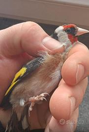 Cardellini 2025 anellati