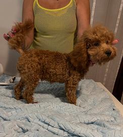 Barboncino nano con pedigree Enci