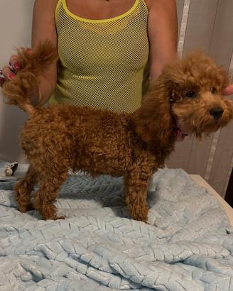 Barboncino nano con pedigree Enci