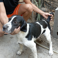 Cane per la caccia al coniglio