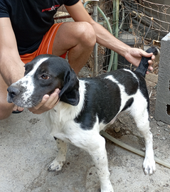 Cane per la caccia al coniglio