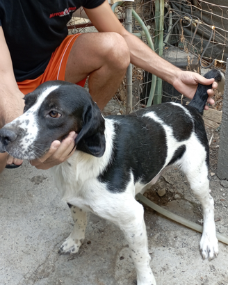Cane per la caccia al coniglio