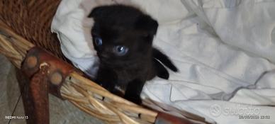 SCOTTISH FOLD black