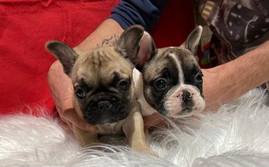 Cuccioli di Bulldog francese