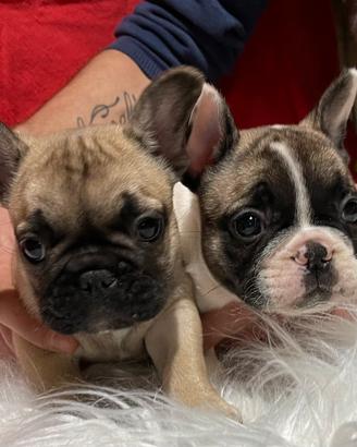 Cuccioli di Bulldog francese