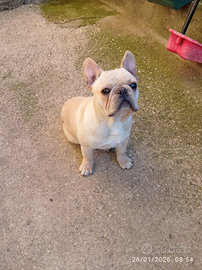 Bulldog Francese