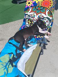 Amstaff