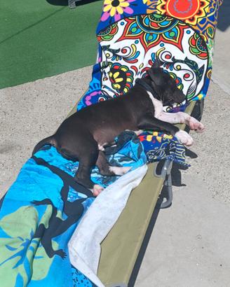 Amstaff