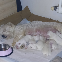 Cuccioli razza maltese
