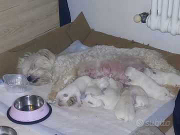 Cuccioli razza maltese