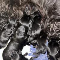 Cuccioli di cocker con pedigree