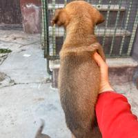 Cuccioli di cane splendide