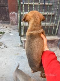 Cuccioli di cane splendide