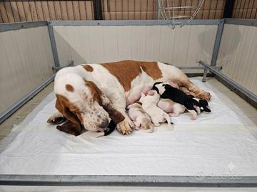 Cuccioli bassethound basset hound