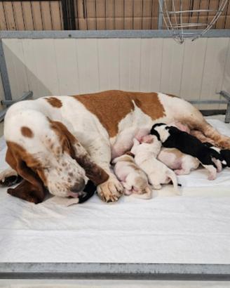 Cuccioli bassethound basset hound
