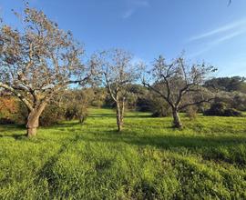 Terreno agricolo