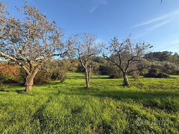 Terreno agricolo