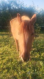 Volontario per coccole