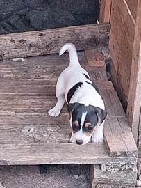 Cucciolo Jack Russell terrier