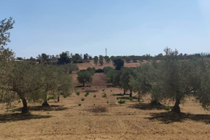 Terreno/Uliveto di 1 ettaro con caseggiato