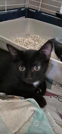 2 gattini di 2/3 mesi