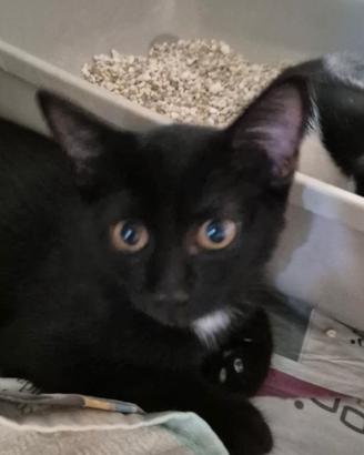 2 gattini di 2/3 mesi