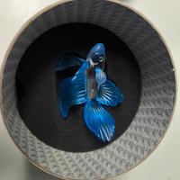 Swarovski combattente blu