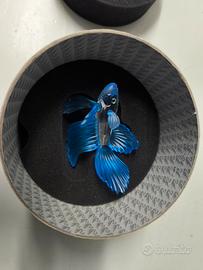 Swarovski combattente blu