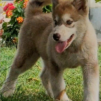 Alaskan malamute