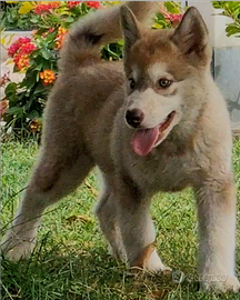 Alaskan malamute