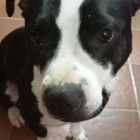 Cane Pitbull femmina