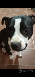 Cane Pitbull femmina