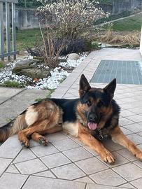 Pastore Tedesco con Pedigree