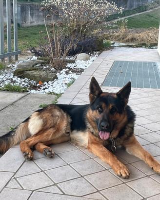 Pastore Tedesco con Pedigree