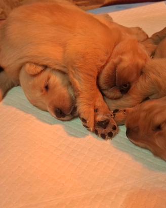 Golden retriever 100% americano