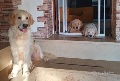 Maschietti Golden Retriever
